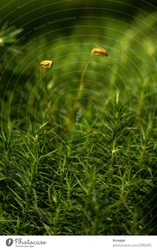 one moss in a double pack Calm Environment Nature Plant Earth Sunlight Spring Summer Beautiful weather Grass Moss Blossom Deserted Observe Fragrance Growth