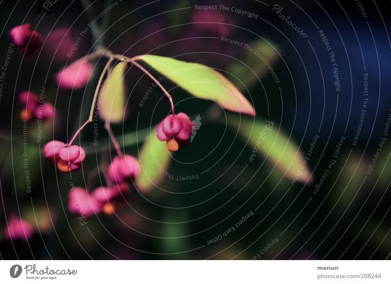 parson's hat Nature Autumn Plant Bushes Leaf Blossom Wild plant Common spindle Pink Growth Colour photo Exterior shot Copy Space right Evening Twilight