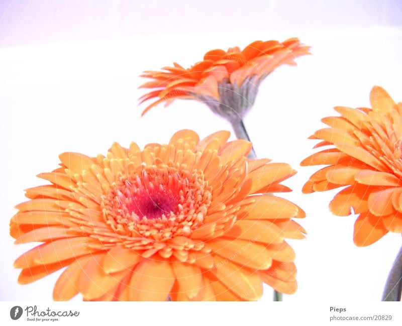 Reality of the pleasant kind (1) Colour photo Interior shot Joy Plant Summer Flower Blossom Blossoming Joie de vivre (Vitality) Transience Gerbera Orange