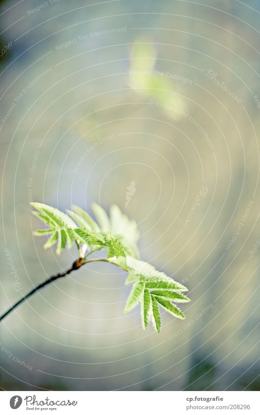 Young shoots 2 Nature Plant Spring Tree Bushes Leaf Foliage plant Wild plant Sustainability Natural Exterior shot Shallow depth of field Sunlight Copy Space top