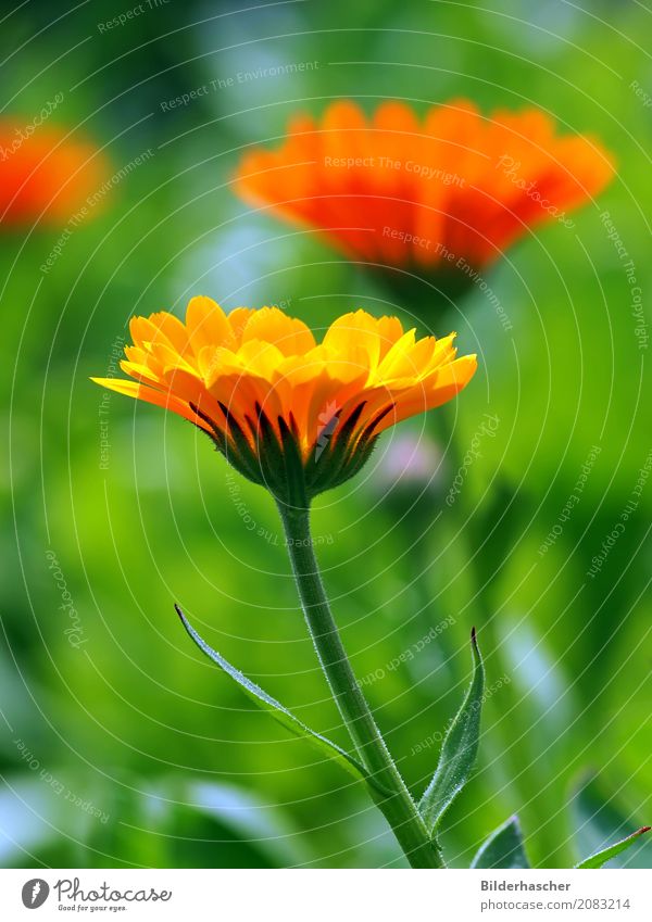 calendula officinalis Marigold Summerflower Flower Blossom Yellow Orange Medicinal plant Garden plot pharmacy garden Medication Flower meadow Summer's day Sore