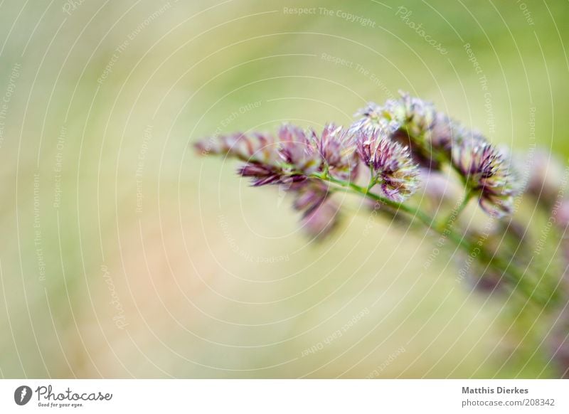 For Behrchen Nature Esthetic Smooth Delicate Blossom Colour photo Exterior shot Soft Deserted 1 Violet Neutral Background Copy Space left Copy Space bottom