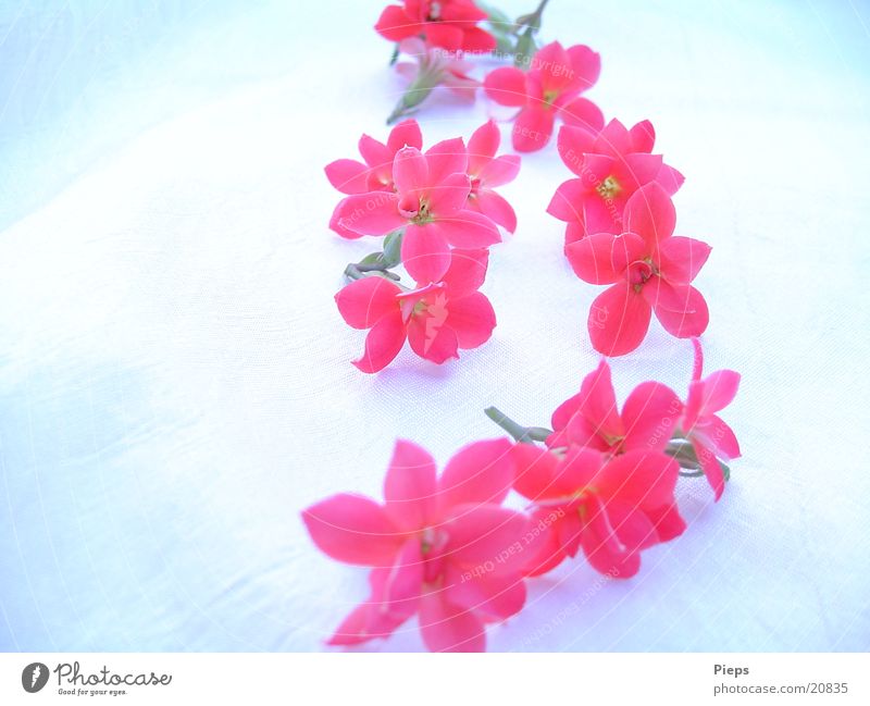 Tiny red flowers on white background Colour photo Interior shot Close-up Plant Winter Flower Blossom Pot plant Blossoming naturally Red Transience