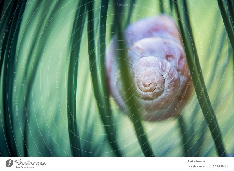 In between, snail shell between pine needles Nature Plant Animal Summer Tree Jawbone Pine needle Coniferous trees Garden Forest Crumpet Large garden snail shell