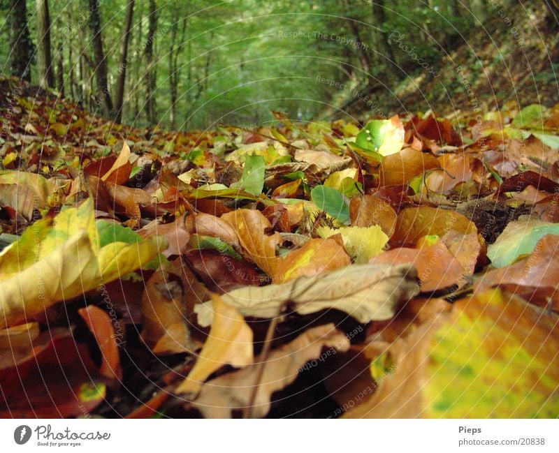 It rustles again... Nature Autumn Tree Leaf Forest Old Dry Multicoloured Loneliness Vacation & Travel Transience Footpath Limp To go for a walk Autumn leaves