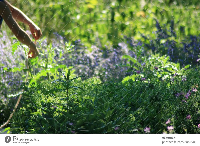 in the garden Human being Arm Hand 1 Environment Nature Summer Beautiful weather Plant Flower Bushes Leaf Blossom Foliage plant Wild plant Garden