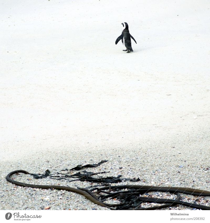 Lonely Wanderer Sand Beach Animal Wild animal Penguin 1 Loneliness Exterior shot Deserted Contrast Sandy beach Algae Copy Space middle Black White Rear view