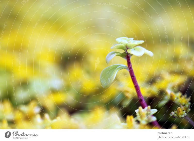 Yellow Sedum Life Summer Gardening Nature Plant Flower Leaf Stand Green Depth of field Shallow Floral flora wallpepper petal goldmoss Succulent plants vegetated