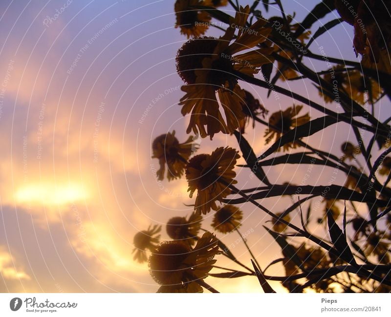 Evening in August 2 Colour photo Exterior shot Copy Space left Twilight Sunbeam Summer Nature Plant Clouds Flower Blossom Garden Blossoming Violet Moody flowers