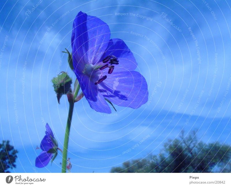 blue variety 1 Colour photo Exterior shot Close-up Day Summer Nature Plant Sky Flower Blossom Wild plant Meadow Blossoming Blue Transience blue blossom