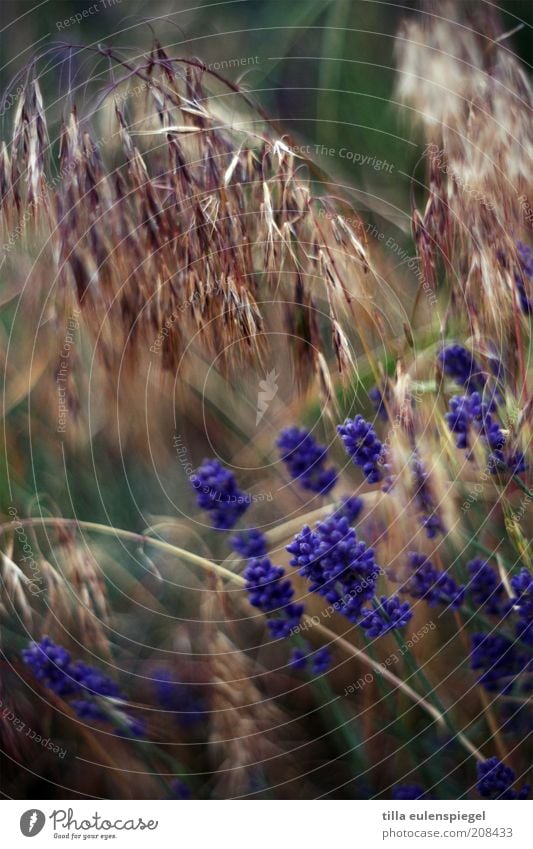 breakfast cereals Environment Nature Plant Summer Blossom Wild Grain Grass Lavender Natural Violet Muddled Exterior shot Shallow depth of field Deserted