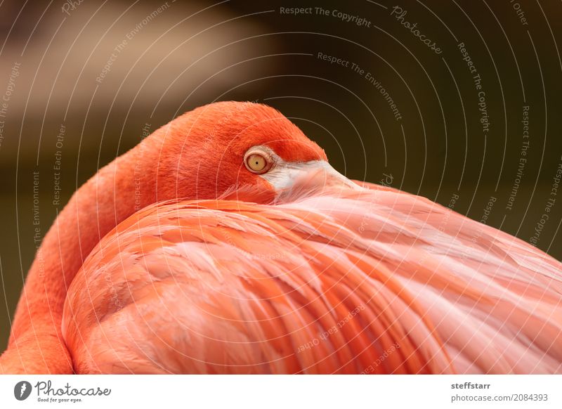 Pink Caribbean flamingo, Phoenicopterus ruber Eyes Animal Wild animal Bird Flamingo Animal face 1 Orange Red pink flamingo Wild bird breeding season wildlife