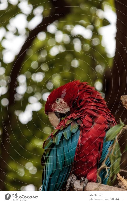 Green wing macaw Ara chloropterus Tree Animal Wild animal Bird 1 Blue Red red and green macaw endangered South America parrot Wild bird wildlife avian colorful