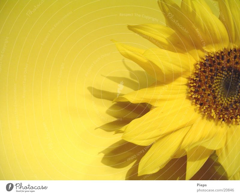 A handful of sun (1) Colour photo Interior shot Copy Space left Day Summer Plant Autumn Flower Blossom Blossoming Yellow Blossom leave Sunflower