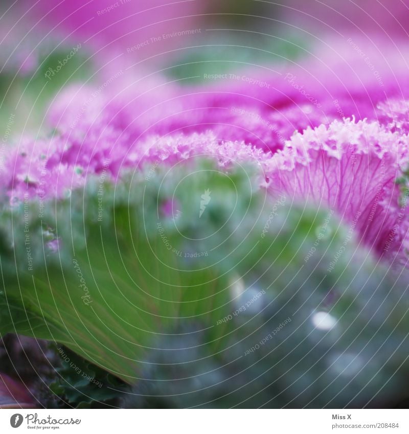 rose frisée Food Vegetable Nutrition Plant Garden Fresh Lettuce Ornamental cabbage Colour photo Multicoloured Exterior shot Close-up Shallow depth of field