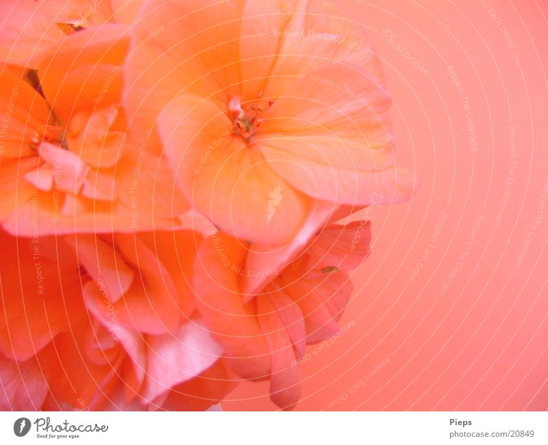 Last flower (2) Colour photo Interior shot Copy Space right Day Summer Garden Plant Flower Blossom Blossoming Pink Happiness Geranium Vase