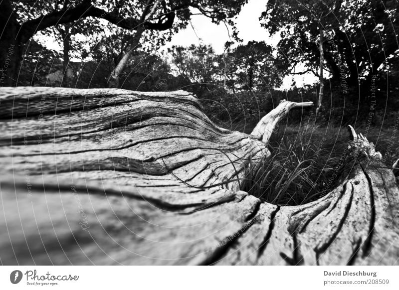 Old irish tree Nature Landscape Plant Tree Garden Park Meadow Forest Tree bark Crack & Rip & Tear Branch Brittle Bright Dark Death Gray Wood Tree trunk