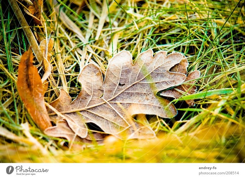 oak leaf Nature Grass Leaf Cold Oak tree Oak leaf Autumn Dew Autumn leaves Autumnal colours Autumnal weather Freeze Early fall leaf fall Brown Damp Close-up Wet