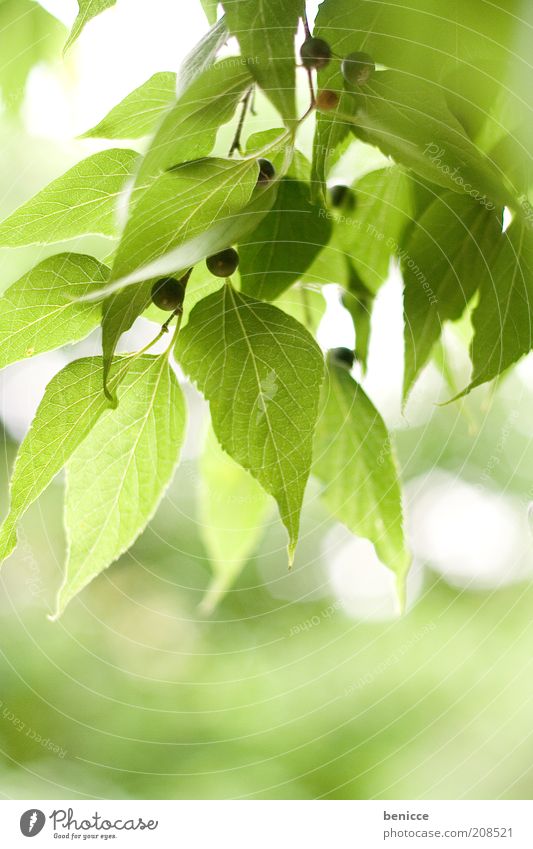 it greenens so greenly Nature Plant Leaf Berries Green Leaf green Spring Summer Fresh Sunlight Growth Back-light Day