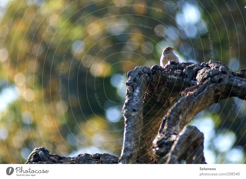 Sparrow (hidden) Environment Nature Plant Animal Summer Autumn Weather Tree Bird Passerine bird Blur Colour photo Exterior shot Deserted Copy Space left Day