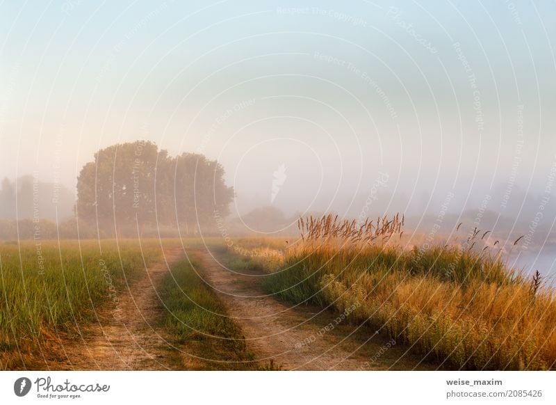 Cane bushes, oak wood, dirt country road on a misty river Vacation & Travel Tourism Trip Summer Nature Landscape Plant Earth Water Sky Sunrise Sunset