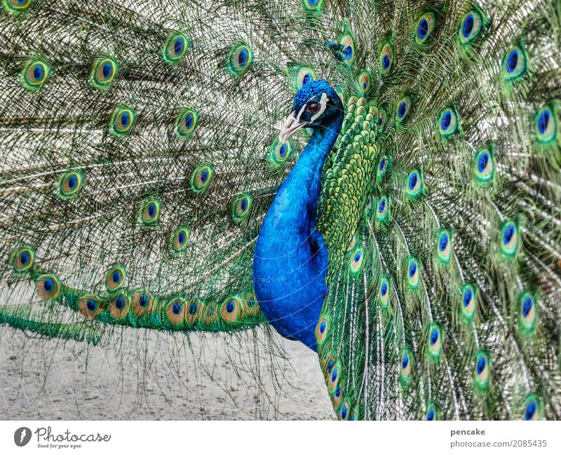 skin couture Animal Bird 1 Elegant Beautiful Peacock Eyes Peacock feather Advertise Colour photo Exterior shot Close-up Pattern Animal portrait