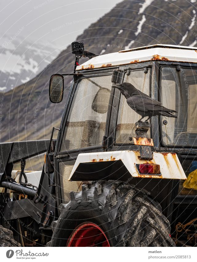 Trekka drive Landscape Spring Bad weather Rain Mountain Tractor Brown Gray Red White Raven birds Iceland Rear view mirror Colour photo Exterior shot Close-up