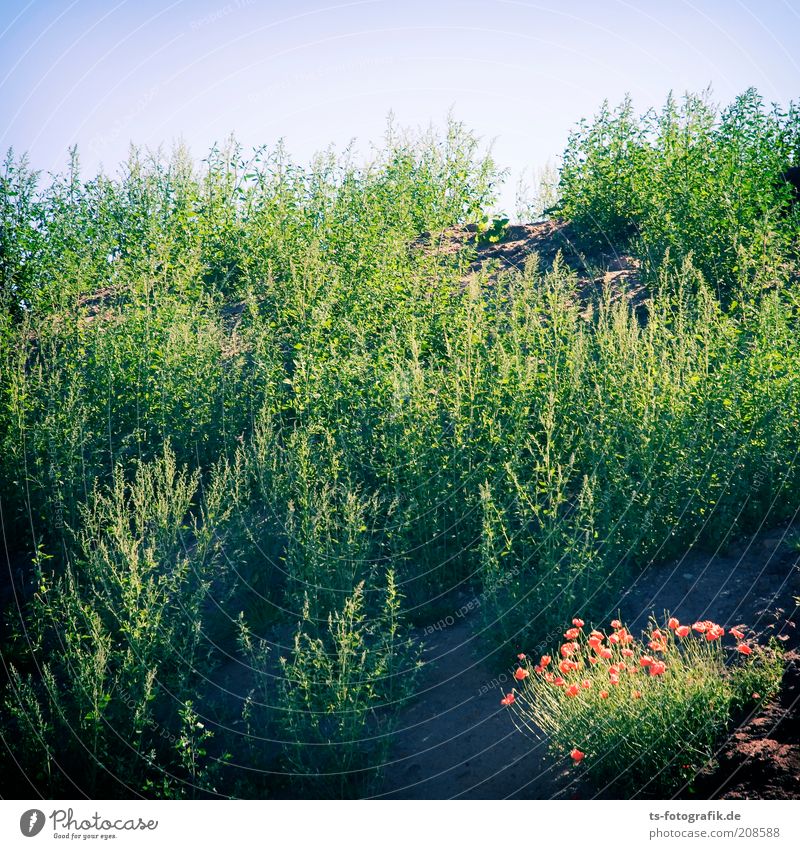 first vegetation Environment Nature Landscape Plant Sky Cloudless sky Beautiful weather Grass Foliage plant Wild plant Weed Poppy Poppy blossom Meadow Hill