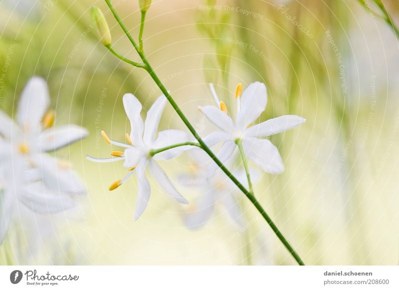 pastel Plant Flower Bright Yellow Green White Blossom Summer Close-up Macro (Extreme close-up) Shallow depth of field Deserted Blossom leave Blossoming Pistil