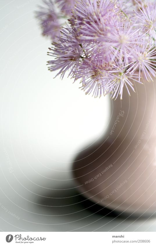 fluffy flowers Plant Flower Blossom Bouquet Pink Vase Decoration Blur Soft Beautiful Partially visible Colour photo Interior shot Shadow Delicate White