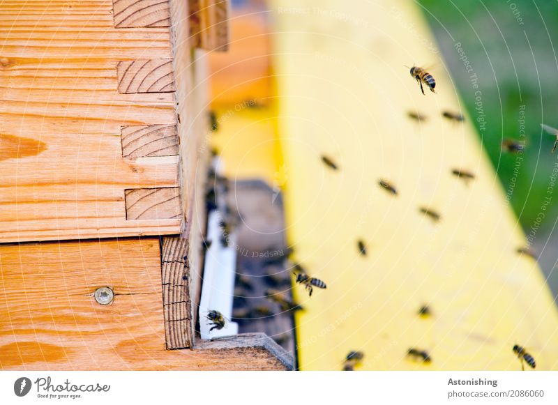 On approach Environment Nature Animal Hut Farm animal Bee Wing Flock Wood Flying Small Brown Yellow Black Beehive Apiary Return Honey Wooden box Collector