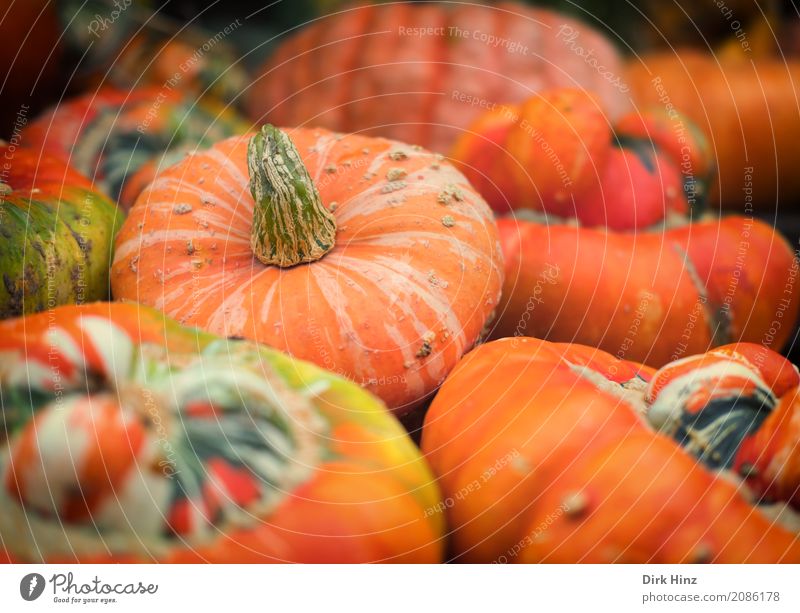 pumpkin harvest Nature Landscape Plant Autumn Agricultural crop Field Round Orange Harvest Pumpkin Pumpkin time Pumpkin plants Food Agriculture