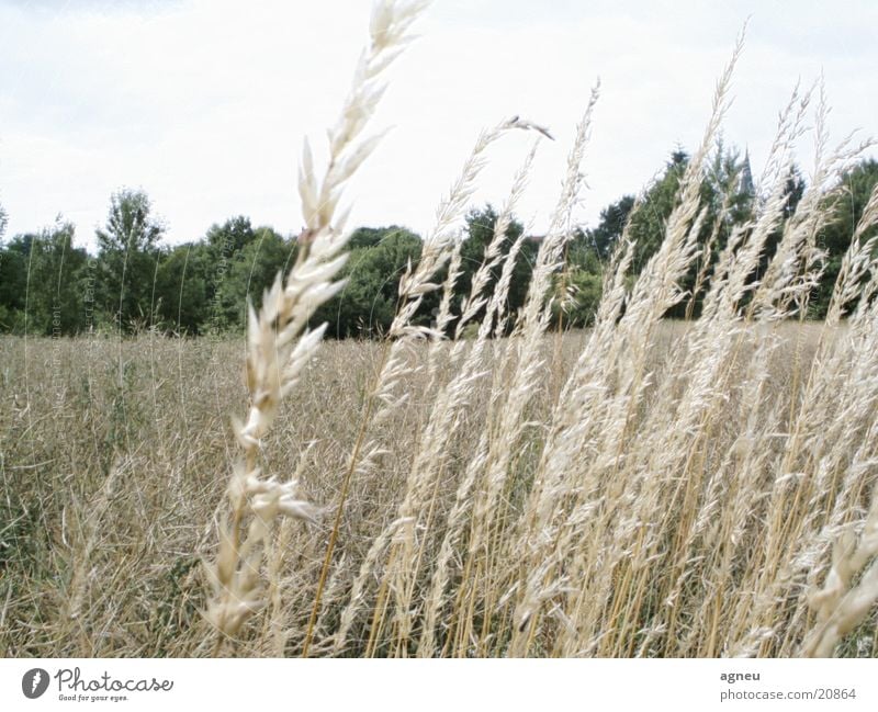 meadow Meadow Nature country air Freedom