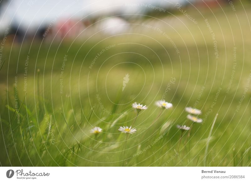 summer breeze Nature Landscape Plant Summer Flower Grass Authentic Friendliness Bright Positive Green Daisy Ground Colour photo Exterior shot Close-up Deserted