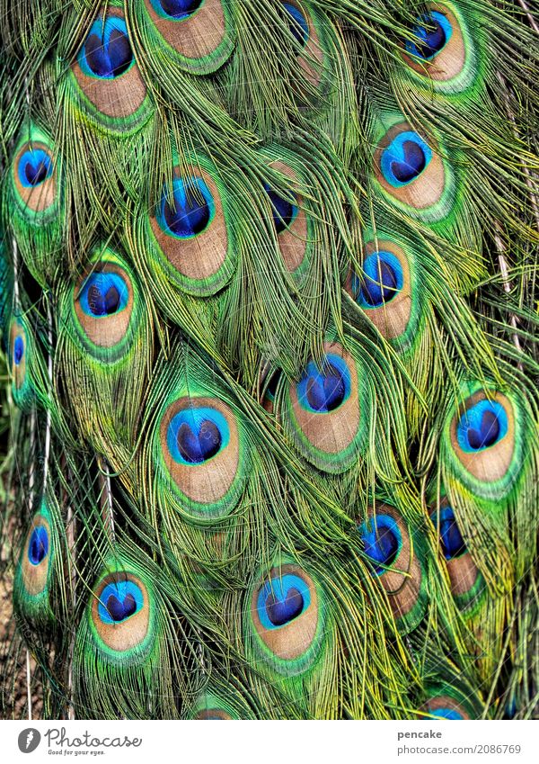 look Animal Bird Famousness Success Fantastic Beautiful Peacock Peacock feather Colour photo Exterior shot Close-up Detail Pattern