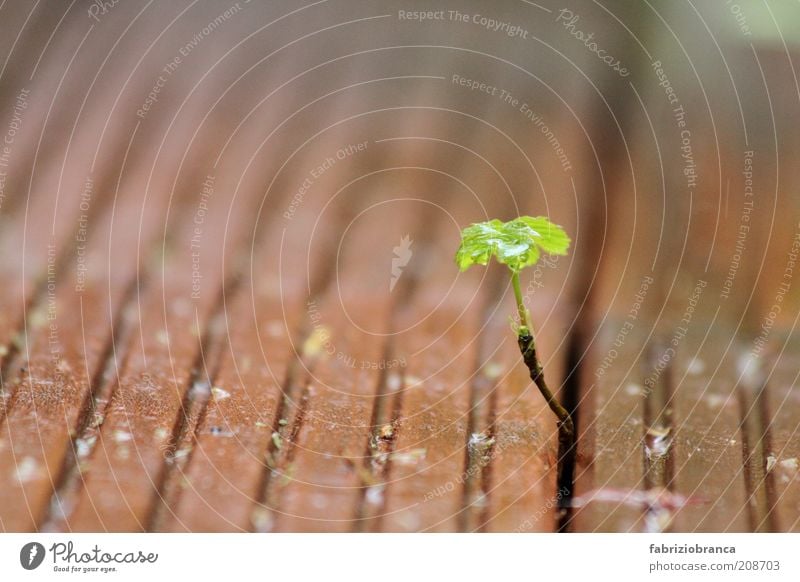 little trees Plant Leaf Foliage plant Blossoming Small Brown Green Colour photo Exterior shot Close-up Macro (Extreme close-up) Deserted Copy Space left