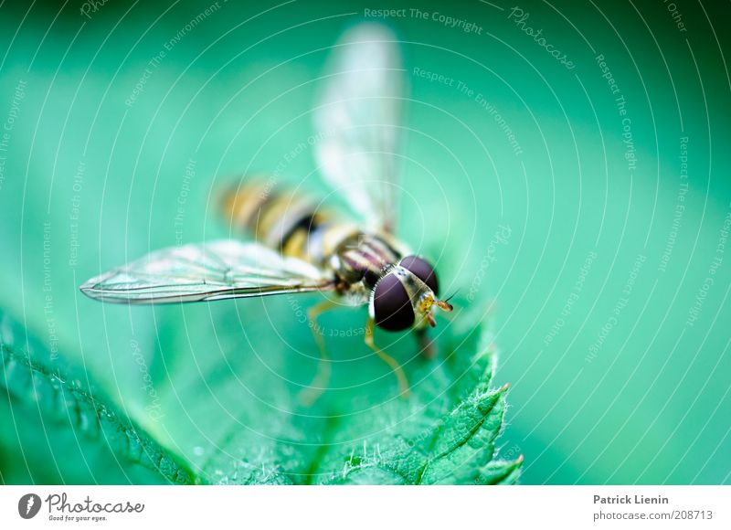 Curious, huh? Environment Nature Animal Summer Plant Leaf Wild animal Fly Animal face Wing 1 Sit Hover Eyes Large Stinging nettle Hover fly Beautiful Green Easy