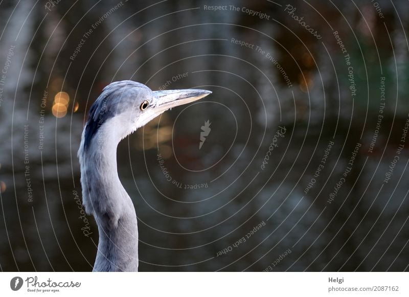 everything in view ... Environment Nature Animal Water Winter Amsterdam Town Wild animal Bird Grey heron 1 Looking Stand Exceptional Uniqueness Natural Yellow