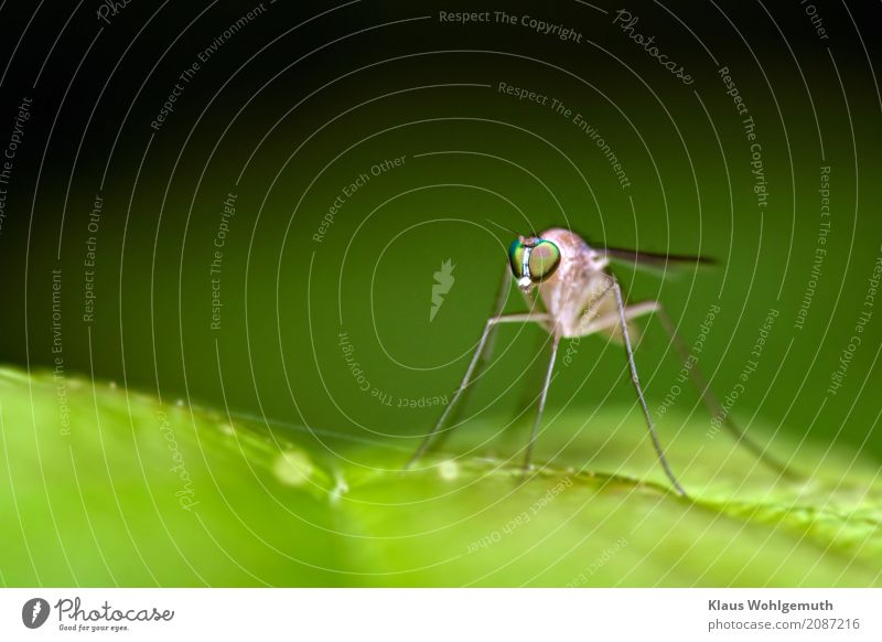 I'd like to know her name. Environment Nature Animal Spring Summer Plant Forest Fly Wing 1 Observe Sit Gray Green Black Insect Compound eye Colour photo