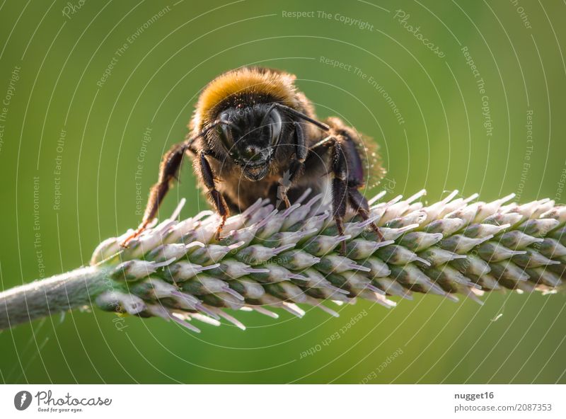 bumblebee Environment Nature Animal Spring Summer Autumn Beautiful weather Plant Grass Foliage plant Wild plant Garden Park Meadow Wild animal Bee Animal face