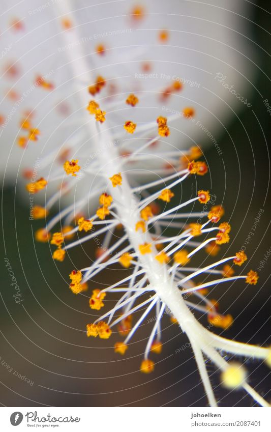 feather duster Environment Nature Plant Blossom Exotic Blossoming Fragrance Fresh Bright Soft Gold White Happy Spring fever Beautiful Belief Beginning Bizarre