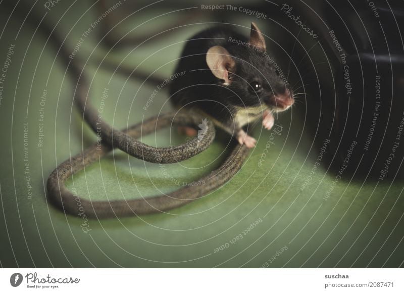 cable mouse Mouse Animal Pet Mammal Ear Hand Cable Curiosity Connection Office Animalistic Funny Old phone Caution Diminutive Small Sweet Cute Fear Disgust