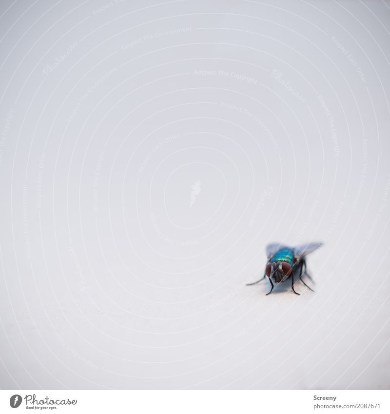 The last nerve robbed... Nature Animal Fly 1 Sit Wait Small Astute Serene Patient Calm Colour photo Exterior shot Detail Macro (Extreme close-up) Deserted Day