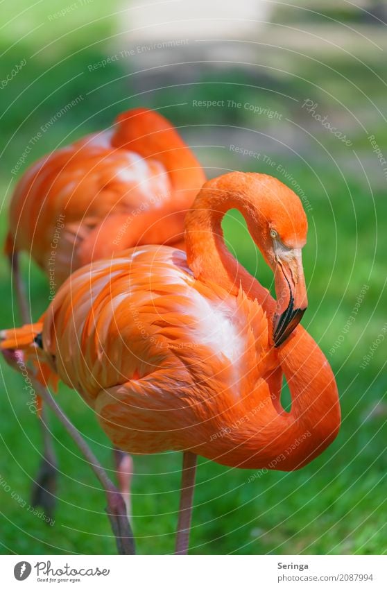 Shining Inferno Water Spring Summer Grass Animal Wild animal Bird Flamingo Animal face Wing Zoo 1 Illuminate Orange Beak Feather Relaxation Colour photo