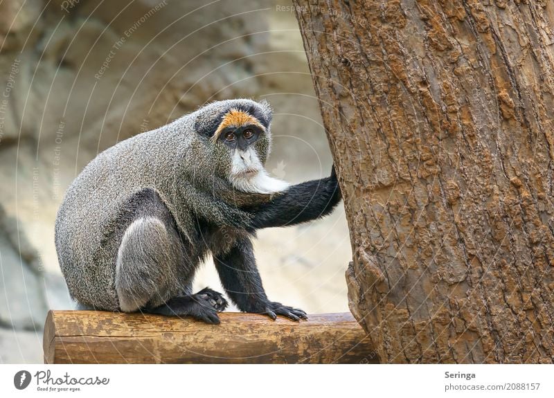 Got him!!!!!!!!!!!!!!!! Tree Animal Wild animal Animal face Pelt Claw Zoo 1 Observe Touch To hold on To enjoy Crouch Monkeys Colour photo Multicoloured