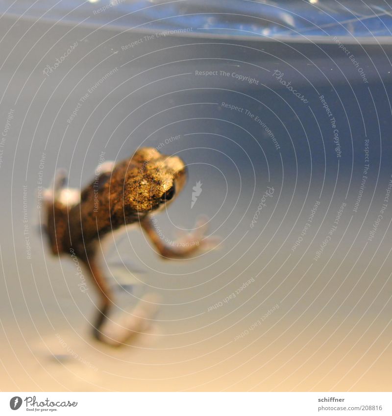 Jörg Animal Frog 1 Baby animal Small Gold Climbing To hold on Glimmer Diminutive Close-up Macro (Extreme close-up) Animal portrait Colour photo Deserted Emerge