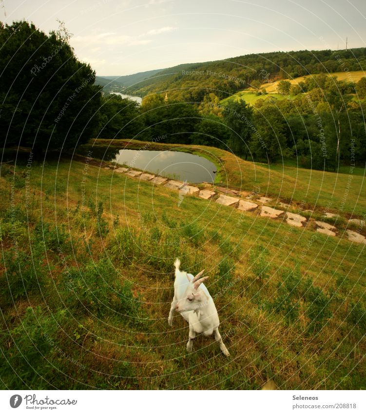 Connection lost Environment Nature Landscape Plant Animal Earth Water Sky Summer Climate Weather Forest Hill Farm animal Goats Looking Far-off places Beautiful