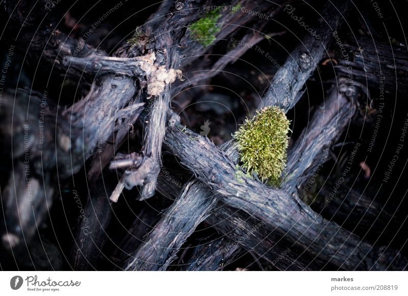 unterholz Nature Plant Tree Moss Blue Green Moody Environment Colour photo Exterior shot Detail Deserted Day Shallow depth of field Central perspective