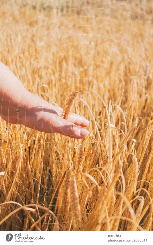 Hand touching wheat Food Dairy Products Grain Agriculture Forestry Human being Feminine Female senior Woman Senior citizen 1 60 years and older Nature Sun