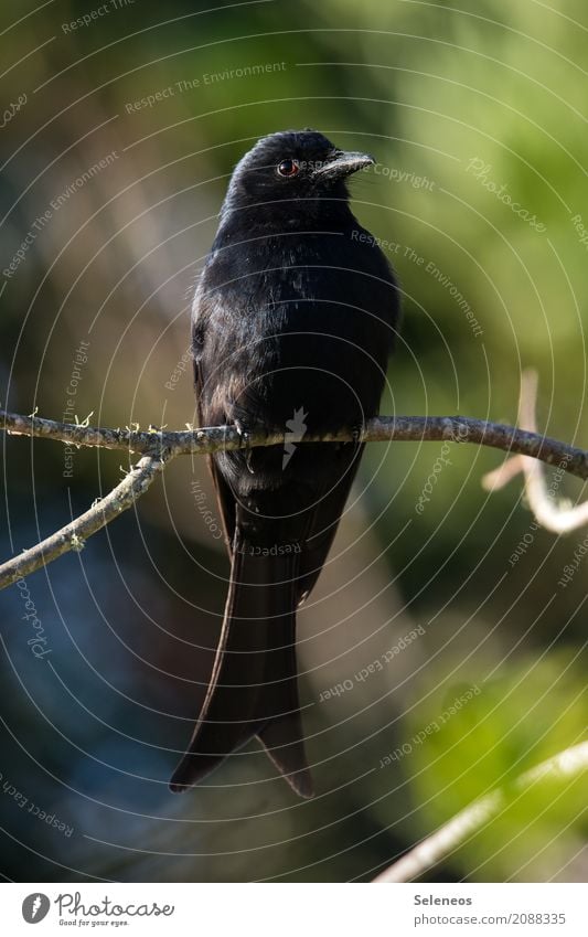 Fork-tailed Drongo Summer Sun Environment Nature Beautiful weather Plant Tree Garden Park Animal Wild animal Bird Animal face Wing drongo 1 Near Natural Black